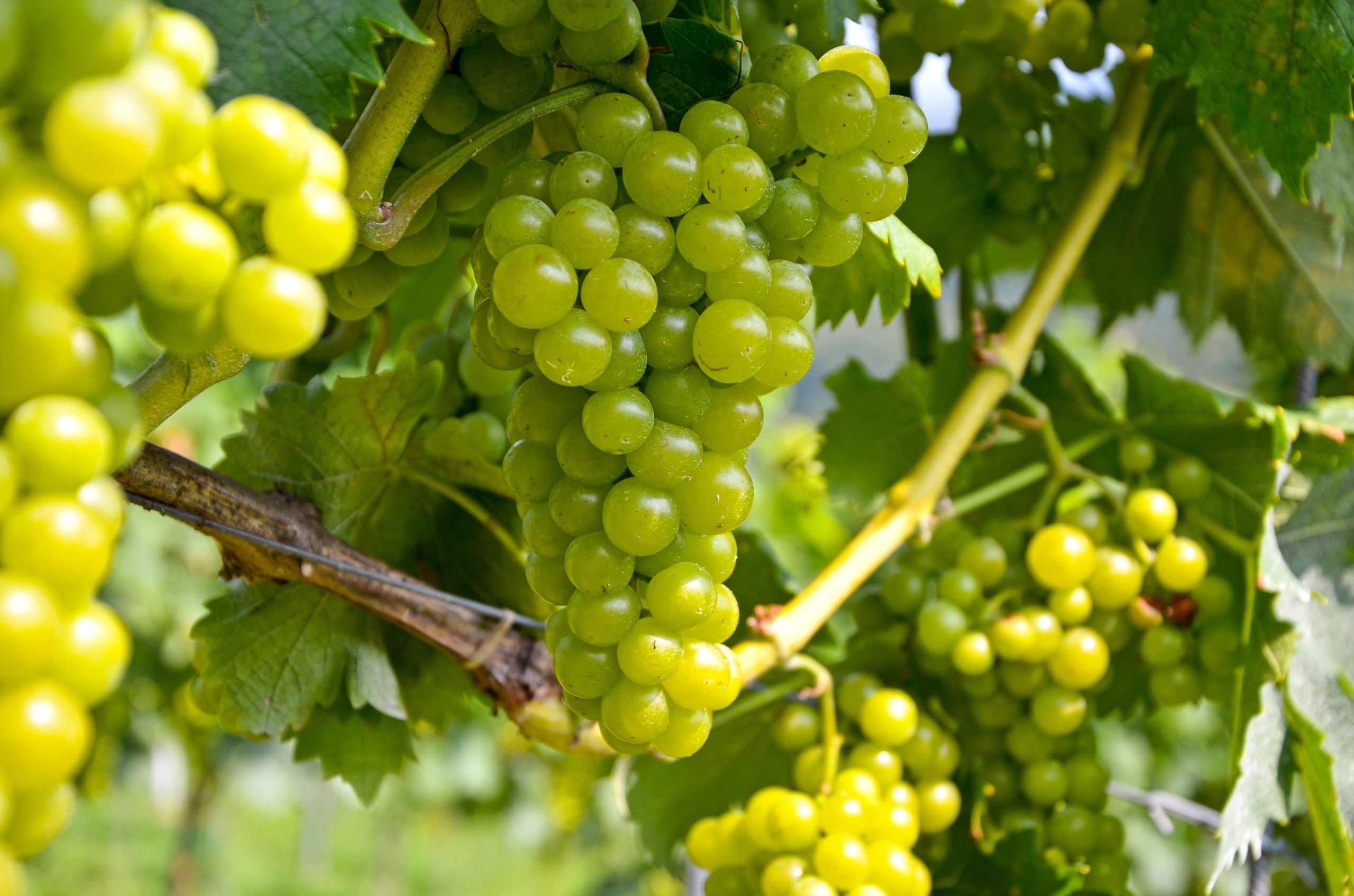 White,Wine:,Vine,With,Grapes,Just,Before,Harvest,,Sauvignon,Blanc